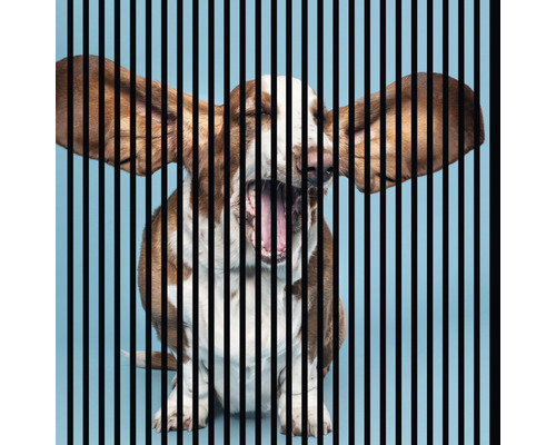 Panneau acoustique impression numérique Dog 1 1195 x 1133 x 19 mm set = 2 panneaux individuels