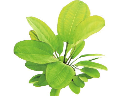 Plante d''aquarium à larges feuilles