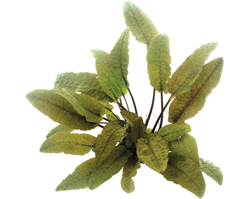 Plante d''aquarium avec des feuilles oblongues