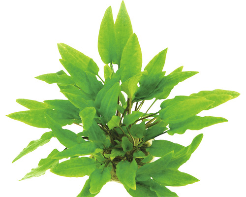 Plante d''aquarium avec des feuilles vertes.