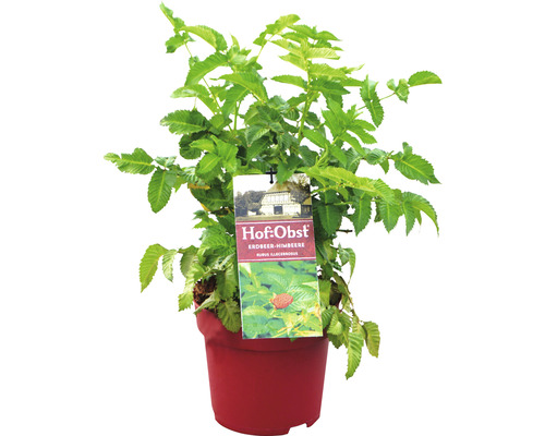 Framboisier-fraise japonais bio Flora Self Rubus illecebrosus h 30-40 cm Co 3,5 l Fraise-framboise en pot