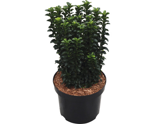 Fusain du Japon FloraSelf Euonymus japonicus 'Green Rocket' h 40-50 cm Co 6 l