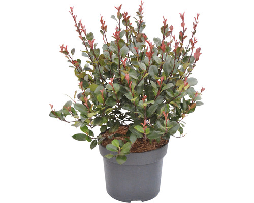 Zwerg-Glanzmispel FloraSelf Photinia fraseri 'Little Red Robin' H 40-60 cm Co 6 L Glanzmispel im Topf mit grünen und roten Blättern
