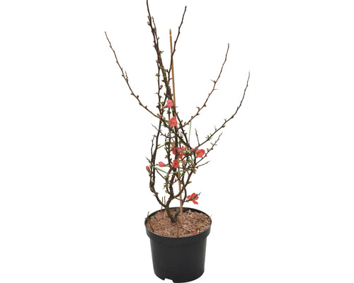 Cognassier du japon FloraSelf Chaenomeles speciosa 'Friesdorfer' h 40-60 cm Co 4,5 l