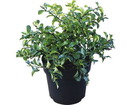 Cognassier du japon FloraSelf Chaenomeles speciosa 'Jet Trail' h 40-60 cm Co 4,5 l Cotonéaster nain en pot