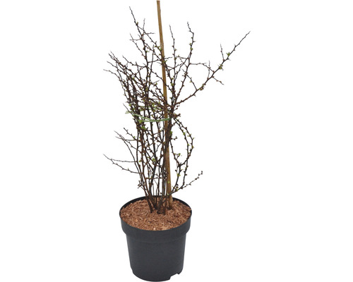 Cognassier du japon FloraSelf Chaenomeles speciosa 'Red Joy' h 40-60 cm Co 4,5 l Prunellier en pot avec bâton de bambou