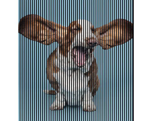 Akustikpaneel digital bedruckt Dog 1 2400 x 2253 x 19 mm Set = 4 Einzelpaneele Akustikpaneel digital bedruckt Dog 1 2400 x 2253 x 19 mm Set = 4 Einzelpaneele