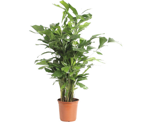 Palmier à queue de poisson FloraSelf Caryota mitis h env. 110 cm pot Ø 24 cm Palmier à queue de poisson en pot