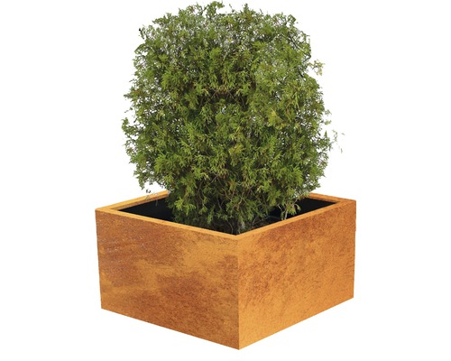 Bac à plantes Clara 100 x 100 x 50 cm acier corten marron Thuya boule dans un bac à fleurs