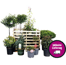 Kit de plantes terrasse FloraSelf env. 30 m² de parterre 11 plantes avec 5 kg d'engrais Hofdünger engrais organique