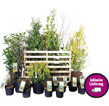 Diverses plantes en pot sur une palette en bois, livraison comprise