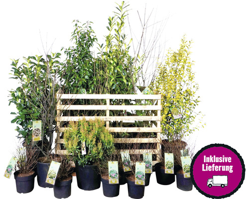 Diverses plantes en pot sur une palette en bois, livraison comprise
