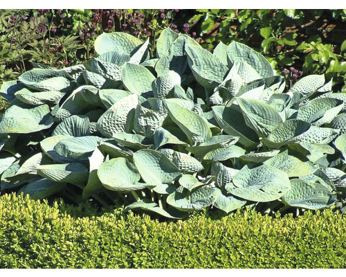 Große Blaublatt-Funkie 'Big Daddy' Hosta sieboldiana 'Big Daddy' H 5-20 cm Co 0,5 L Funkie im Gartenbeet