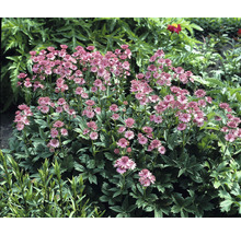 Grande astrance dans le jardin avec de nombreuses fleurs roses et feuilles vertes.