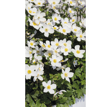 Gros plan d''anémones du Japon avec des fleurs blanches et des centres jaunes.