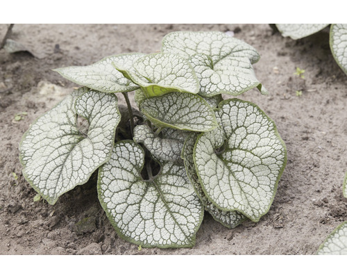 Myosotis du Caucase Brunnera macrophylla 'Silver Heart' h 10-30 cm Co 0,5 l