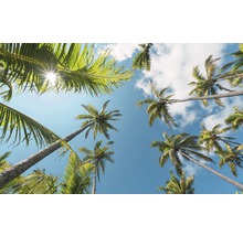 Palmen vor blauem Himmel