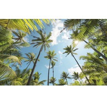 Fototapete Vlies SHX9-108 Coconut Heaven  9-tlg. 450 x 280 cm