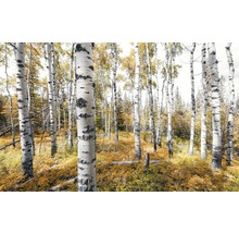 Forêt avec troncs de bouleaux et feuillage d''automne