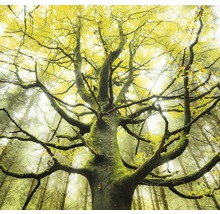 Baum mit herbstlichem Blätterdach im Wald