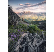 Paysage de montagne avec rochers, fleurs violettes et racines d''arbres