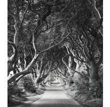 Allée avec de vieux arbres