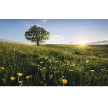 Landschaft mit Baum und Löwenzahnwiese im Sonnenlicht