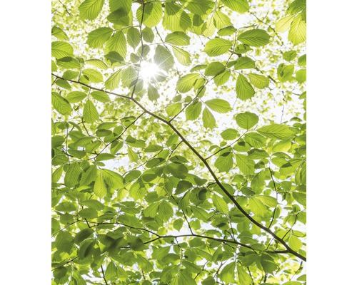 Papier peint panoramique intissé SHX5-045 Dans la forêt au printemps 5 pces 250 x 280 cm Papier peint panoramique intissé SHX5-045 Dans la forêt au printemps 5 pces 250 x 280 cm