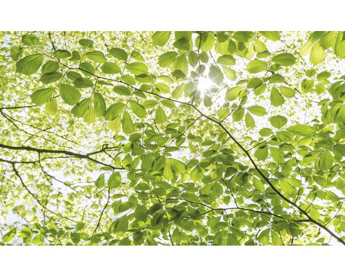 Papier peint panoramique intissé SHX9-045 Dans la forêt au printemps 9 pces 450 x 280 cm Papier peint panoramique intissé SHX9-045 Dans la forêt au printemps 9 pces 450 x 280 cm