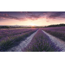 Champ de lavande au lever du soleil
