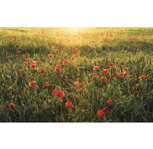 Champ de coquelicots à contre-jour