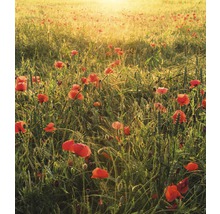 Champ de coquelicots au soleil levant