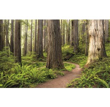 Pfad durch einen Wald mit hohen Bäumen und Farnen