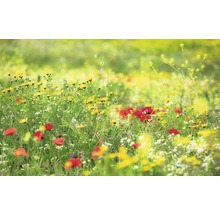 Wiese mit gelben und roten Blumen