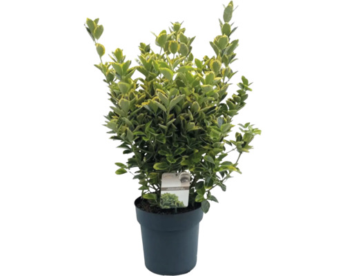 Immergrüner Spindelstrauch im Topf