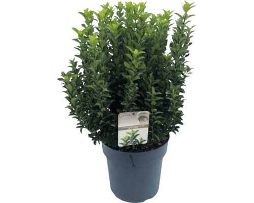 Im Topf gezogener Buchsbaum mit grünen Blättern