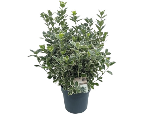 Fusain du Japon FloraSelf Euonymus japonicus 'Katy' H 25-30 cm pot 5 l touffu