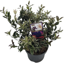 Sense Myrtus communis Plante d''intérieur en pot