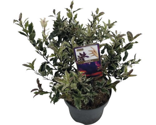Stechpalme Ilex aquifolium 'Ingramii' H 30-35 cm Co 5 L