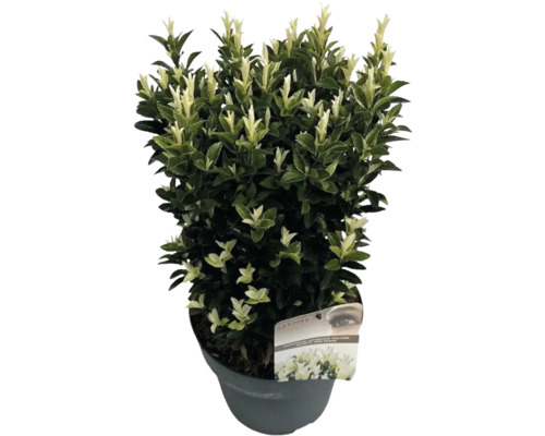 Japanischer Spindelstrauch FloraSelf Euonymus japonicus ‚Paloma Blanca‘ H 40-50 cm Co 5 L buschig