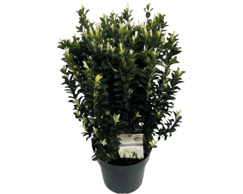 Japanischer Spindelstrauch FloraSelf Euonymus japonicus ‚Paloma Blanca‘ H 60-80 cm Co 10 L buschig