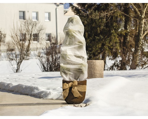 Plante en pot avec protection hivernale dans le jardin.