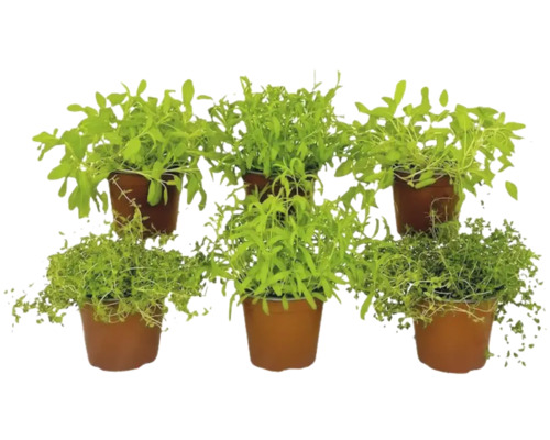 Ensemble d'herbes BIO FloraSelf Bio mélange herbes françaises 6 pces pot Ø 12 cm Plusieurs pots d''herbes aromatiques contenant de la roquette et du thym.
