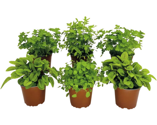 Ensemble d'herbes BIO FloraSelf Bio mélange d'herbes à soupe 6 pces pot Ø 12 cm Plusieurs plantes aromatiques en pot