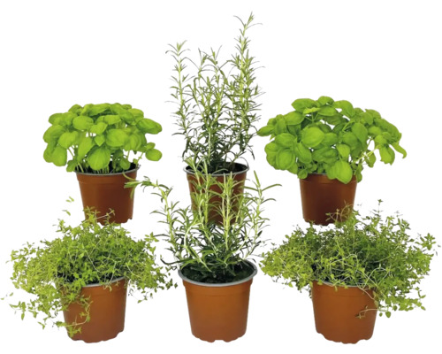 Ensemble d'herbes BIO FloraSelf Bio mélange herbes classiques 6 pces pot Ø 12 cm Cinq pots d''herbes aromatiques avec du basilic, du romarin et du thym