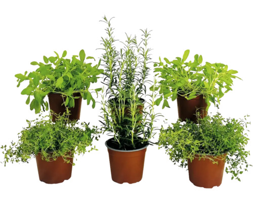 Ensemble d'herbes BIO FloraSelf Bio mélange herbes barbecue 6 pces pot Ø 12 cm