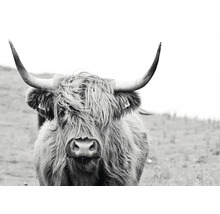 Photographie en noir et blanc d''une vache Highland écossaise avec des cornes