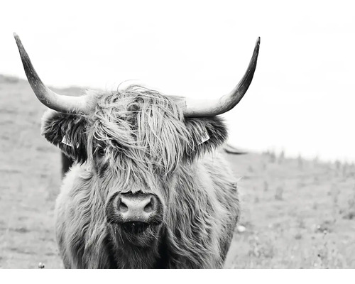 Photographie en noir et blanc d''une vache Highland écossaise avec des cornes