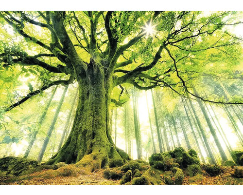 Foto eines Laubwaldes mit großen Bäumen und Sonnenstrahlen