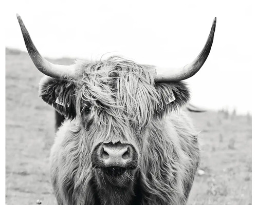 Image en noir et blanc d''une vache Highland écossaise avec de longues cornes